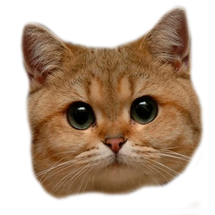 Смешной кот